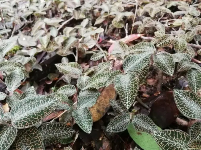 Китайські вчені в Ухані знайшли Anoectochilus Roxburghii після 20 років досліджень і успішно розробили інноваційний досліджуваний препарат 1 класу