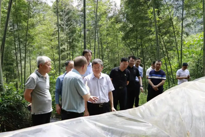 Лю Шурень, директор Департаменту розвитку та реформ Національної адміністрації лісового господарства та пасовищ, досліджує базу посадки Anoectochilus Anxin Shibawan