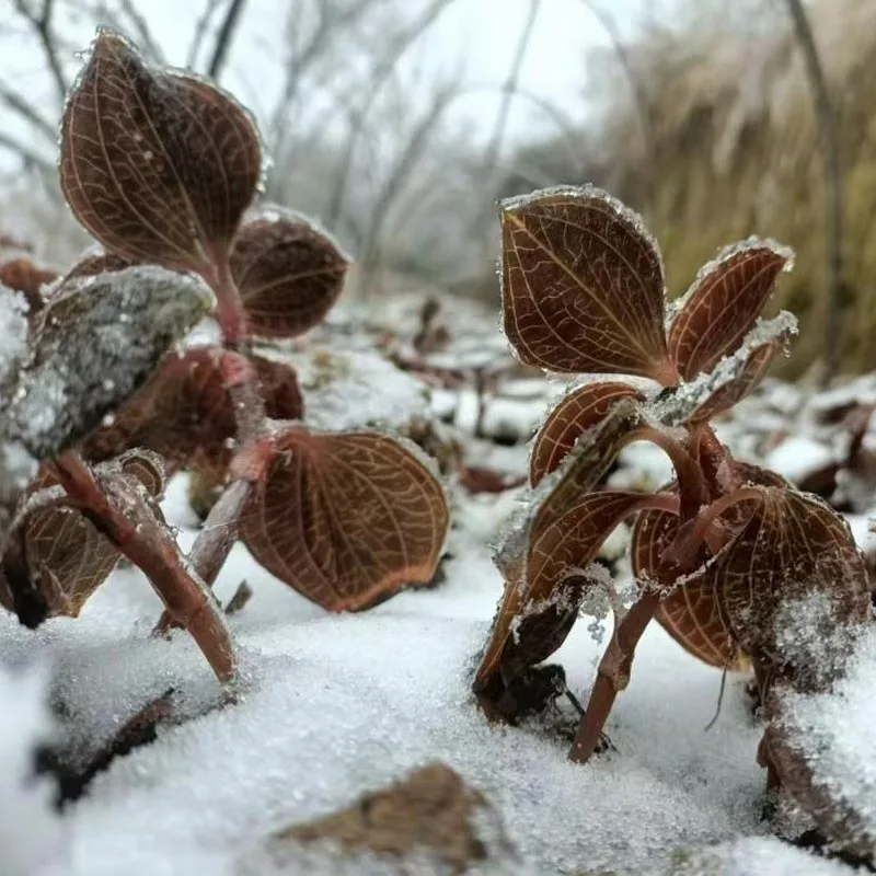 Органічно вирощений сушений Anoectochilus Roxburghii
